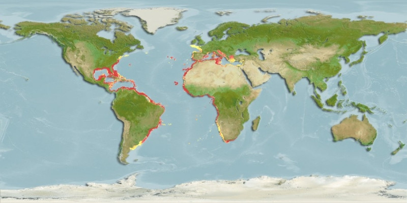 Distribución predicha de Pagrus pagrus