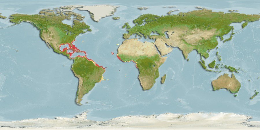 Distribución predicha de Panulirus argus