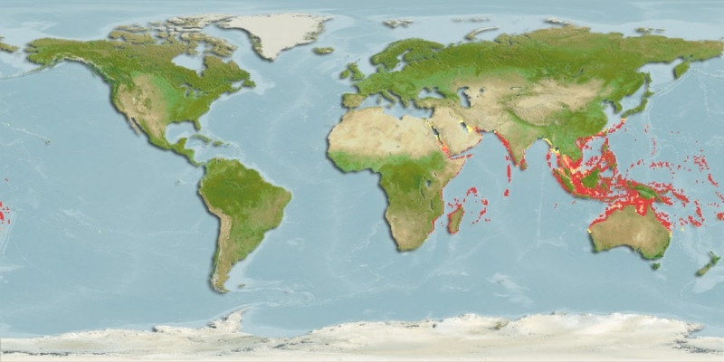 Predicted distribution of Pastinachus sephen