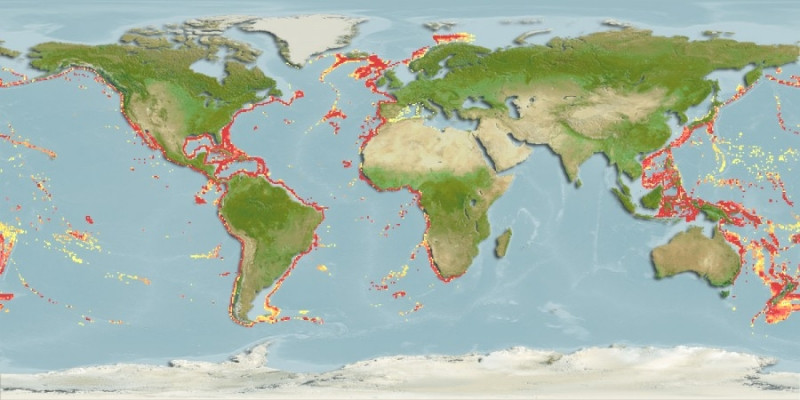 Predicted distribution of Pelagia noctiluca
