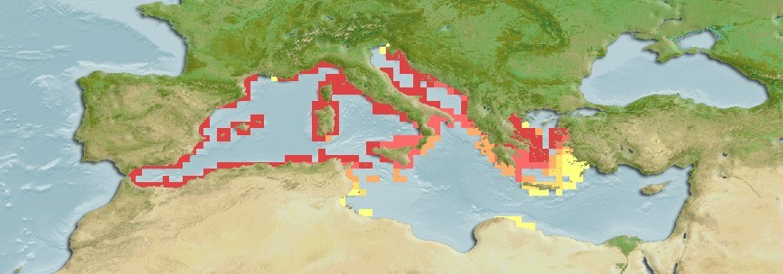 Distribución predicha de Periclimenes amethysteus