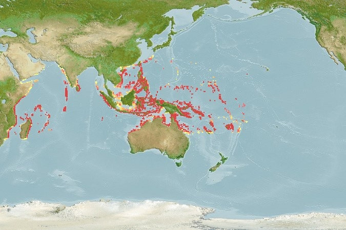Predicted distribution of Plectorhinchus vittatus