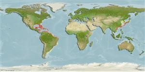Predicted distribution of Pomacanthus arcuatus