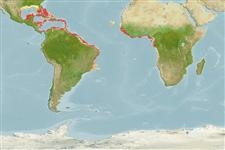 Predicted distribution of Pomacanthus paru