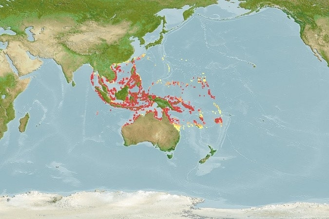 Predicted distribution of Premnas biaculeatus