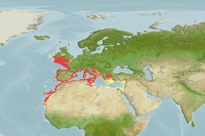 Predicted distribution of Raja undulata