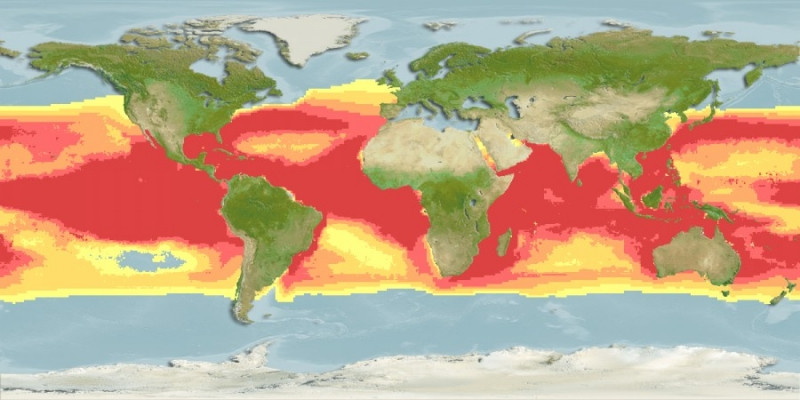 Predicted distribution of Rhincodon typus