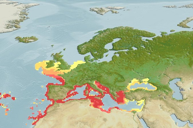 Predicted distribution of Scorpaena porcus
