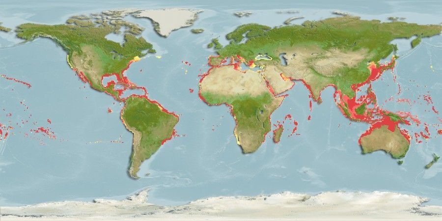 Distribución predicha de Seriola dumerili