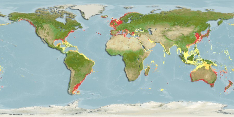Distribución predicha de Serpula vermicularis
