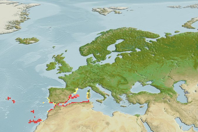 Distribución predicha de Serranus atricauda