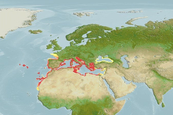 Distribución predicha de Serranus scriba