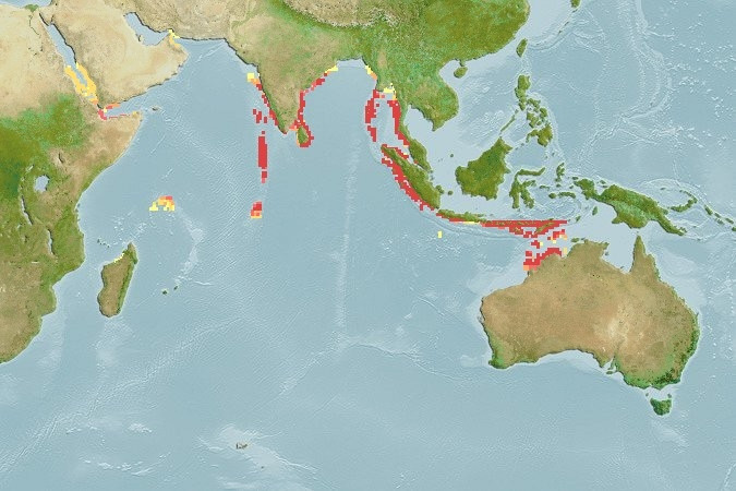 Predicted distribution of Siganus puelloides