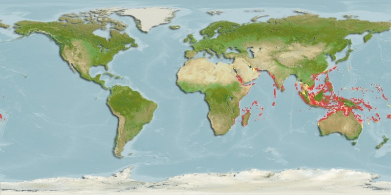 Predicted distribution of Siganus stellatus