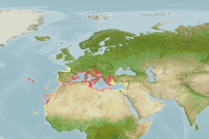 Distribución predicha de Sparisoma cretense