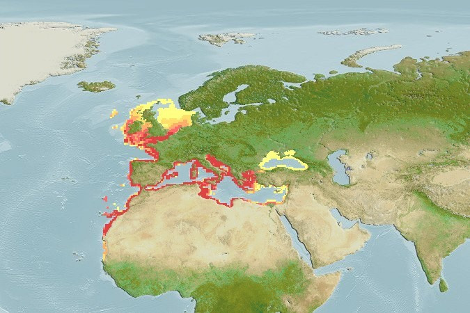Distribución predicha de Sparus aurata