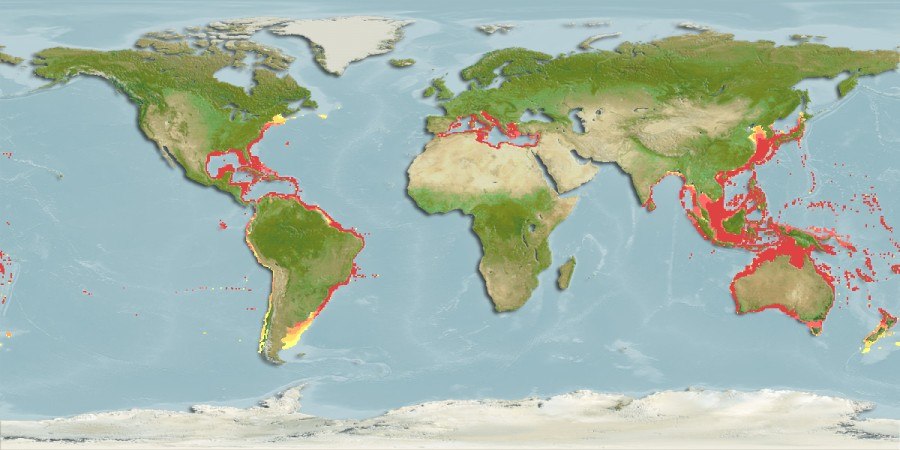 Distribución predicha de Spirastrella cunctatrix