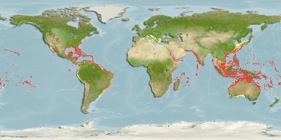 Distribución predicha de Spirobranchus giganteus