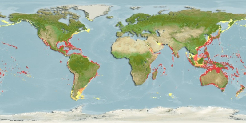Distribución predicha de Stenopus hispidus