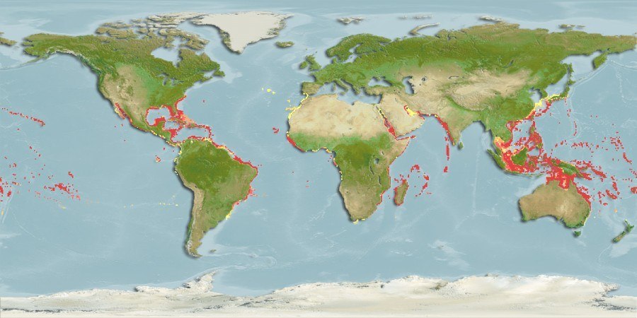 Distribución predicha de Thor amboinensis