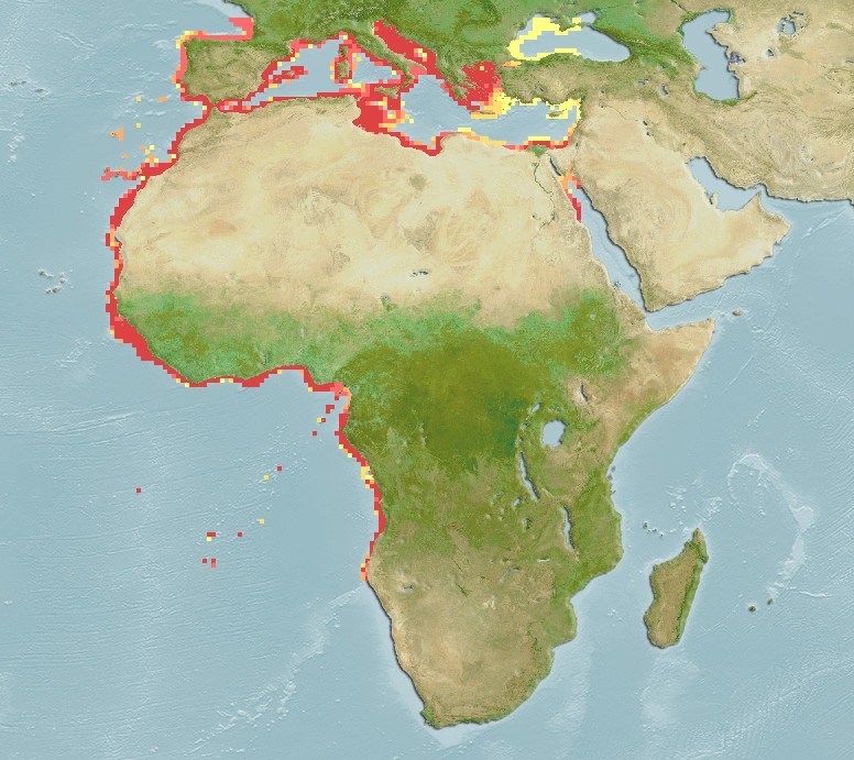 Distribución predicha de Torpedo torpedo