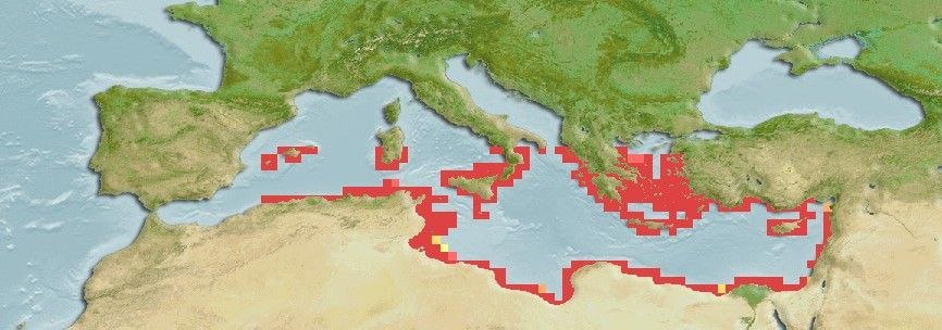 Distribución predicha de Tripterygion melanurum