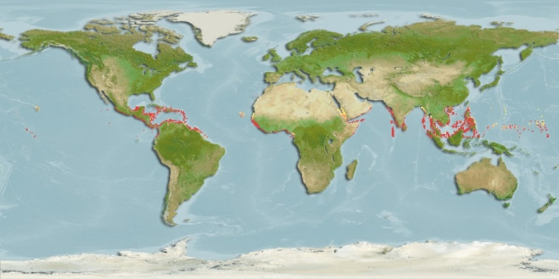 Distribución predicha de Tylosurus crocodilus
