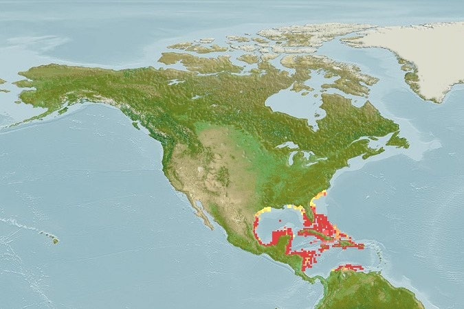 Predicted distribution of Urobatis jamaicensis