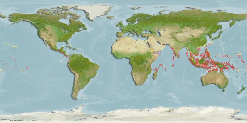 Predicted distribution of Valenciennea sexguttata