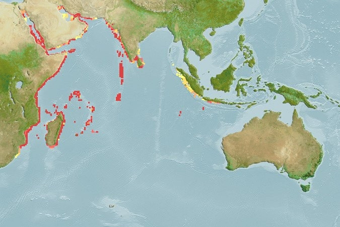 Predicted distribution of Zebrasoma desjardinii