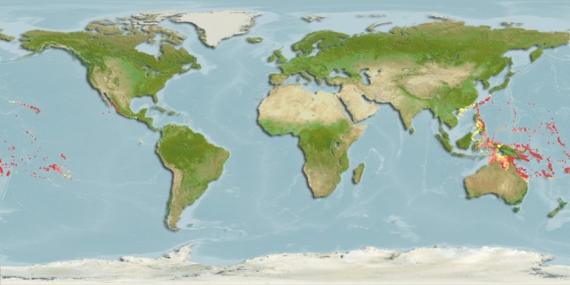 Predicted distribution of Zebrasoma rostratum