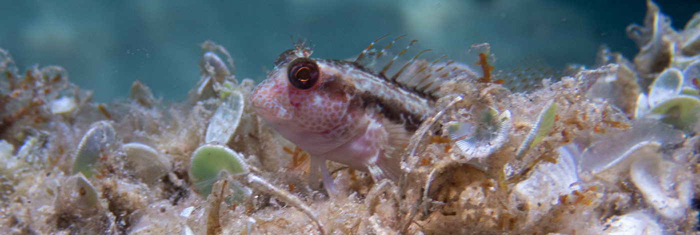 Microlipophrys nigriceps