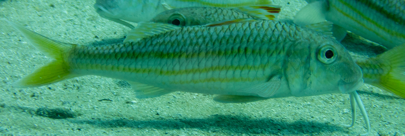 Mullus surmuletus