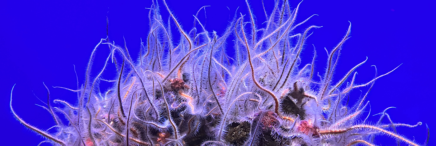 Ophiothrix spiculata