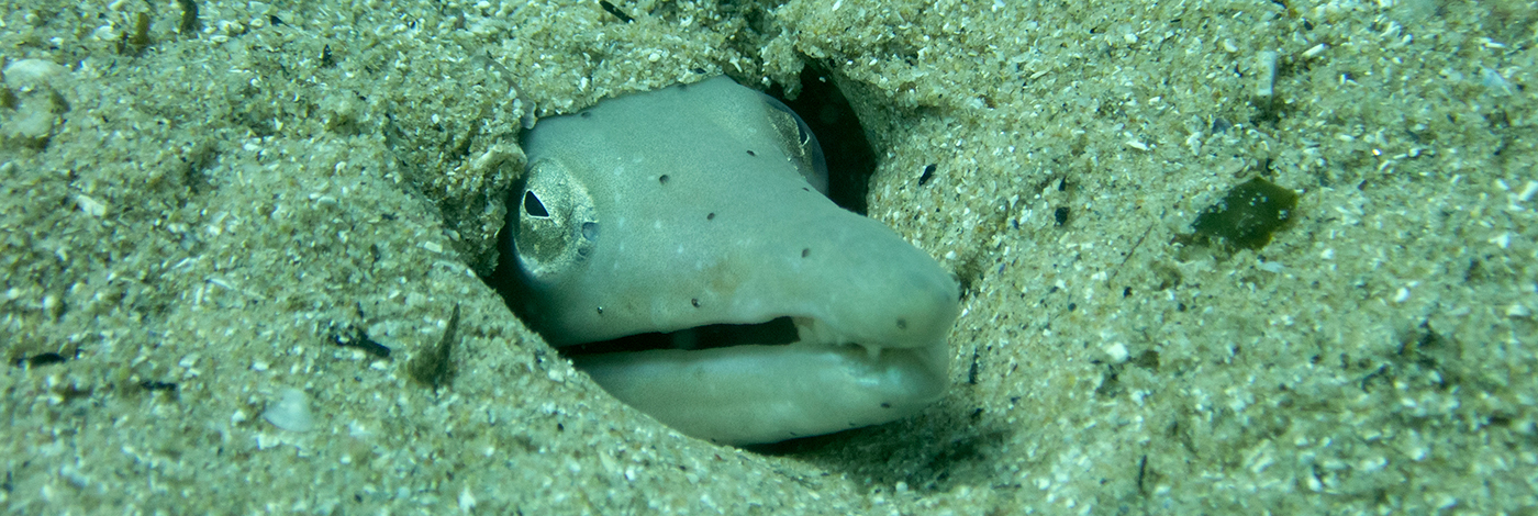 Ophisurus serpens