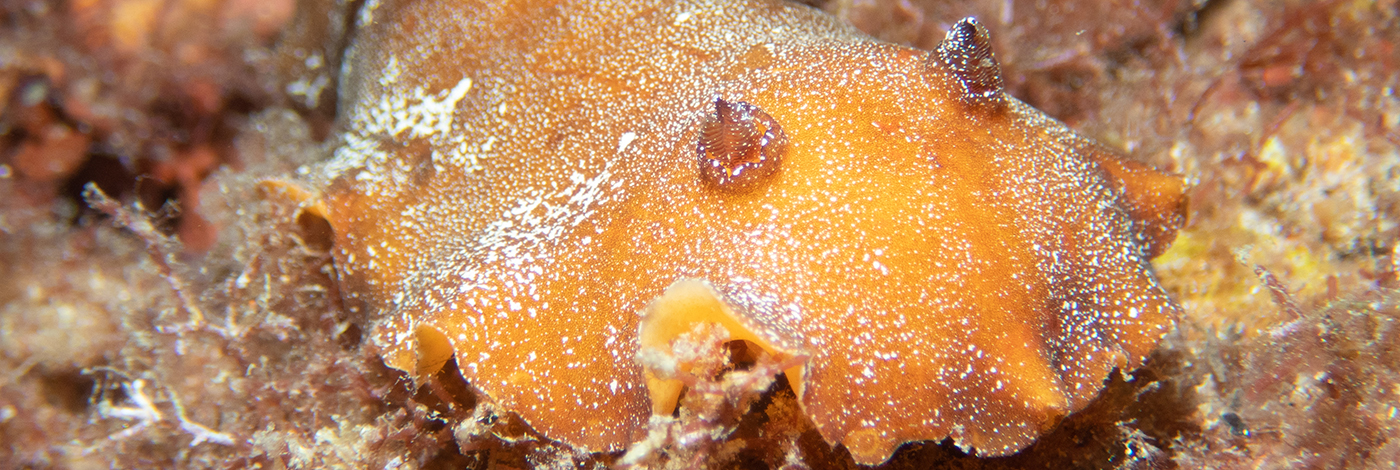 Platydoris argo