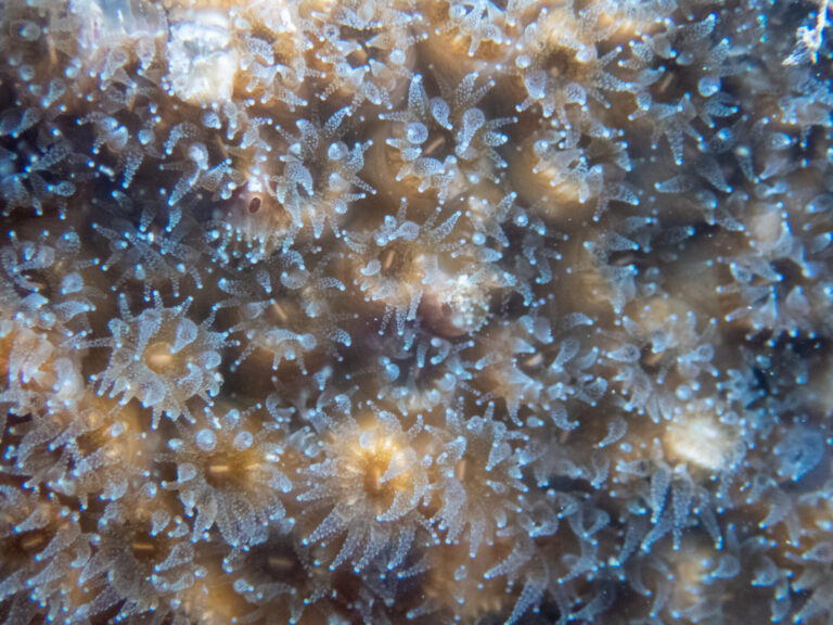 Oculina patagonica