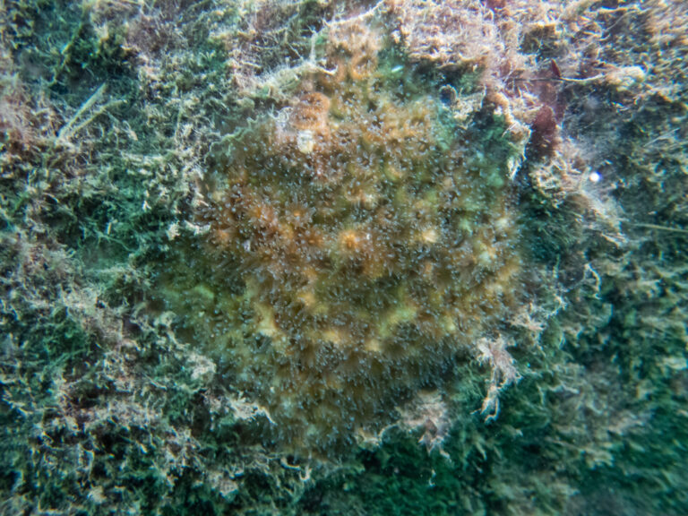 Oculina patagonica