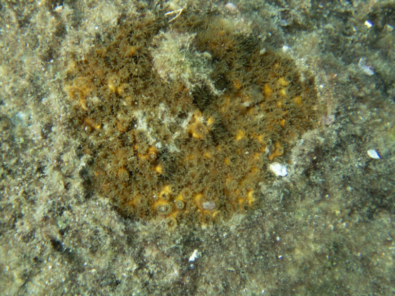 Oculina patagonica