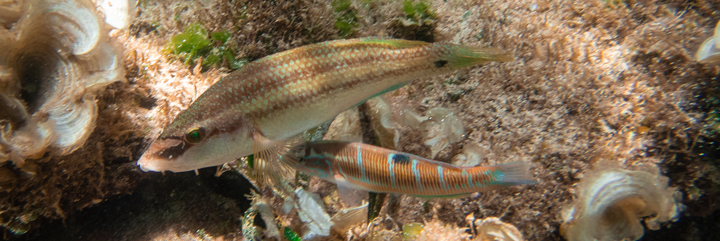Symphodus ocellatus