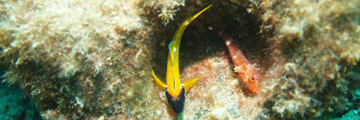 Tripterygion delaisi
